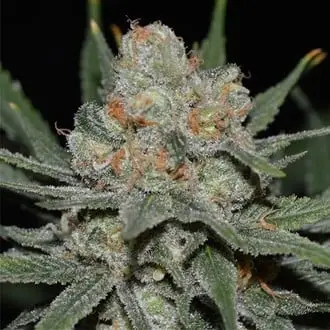 Auto Nevil Bilbo cannabis seeds by Genehtik Seeds