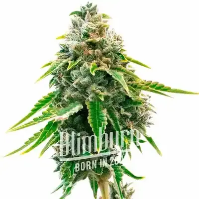 Auto Neville Haze cannabis seeds by Blimburn Seeds