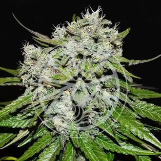 Auto Neville’s Rose cannabis seeds by Delicious Seeds
