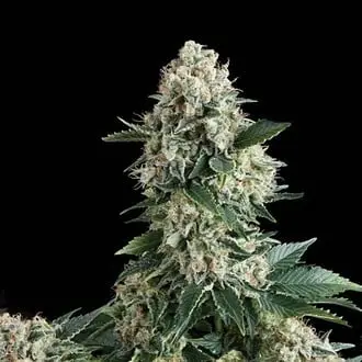 Auto New York City cannabis seeds by Pyramid Seeds