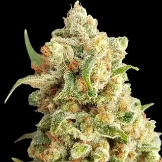 Auto New York Diesel cannabis seeds
