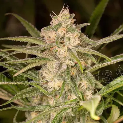 Auto No Name cannabis seeds by Medical Seeds