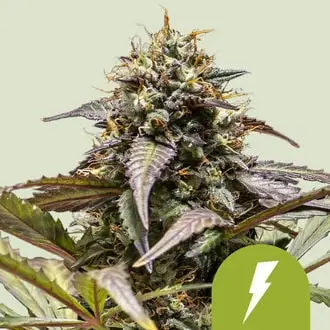 Auto North Thunderfuck cannabis seeds by Royal Queen Seeds