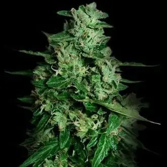Auto Northern Delights cannabis seeds