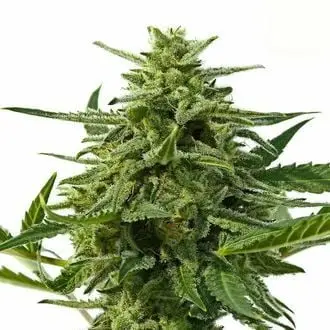Auto Northern Haze cannabis seeds by Positronics Seeds