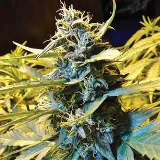 Auto Northern HOG cannabis seeds by T.H. Seeds