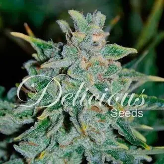 Auto Northern Light Blue cannabis seeds by Delicious Seeds