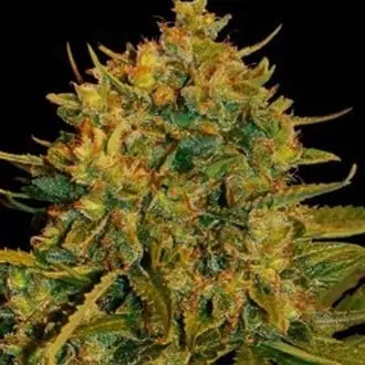 Auto Northern Light x Big Bud Ryder cannabis seeds