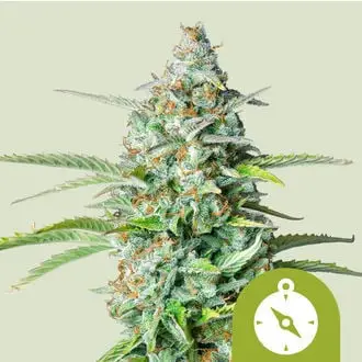 Auto Northern Light cannabis seeds by Royal Queen Seeds