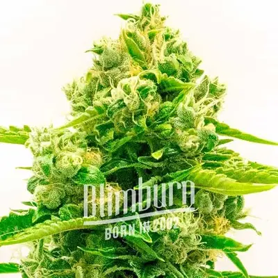 Auto Northern Lights Mazar cannabis seeds