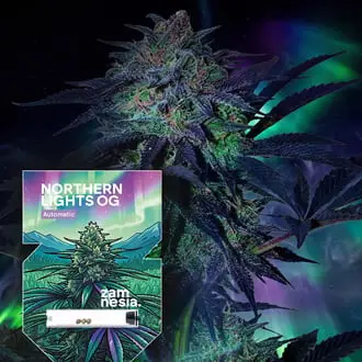Auto Northern Lights OG cannabis seeds by Zamnesia Seeds