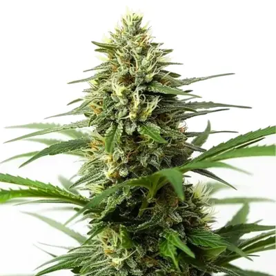 Auto Northern Lights x Big Bud cannabis seeds