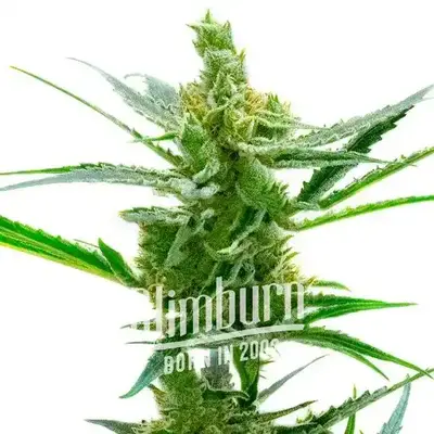 Auto Northern Lights x Blueberry cannabis seeds