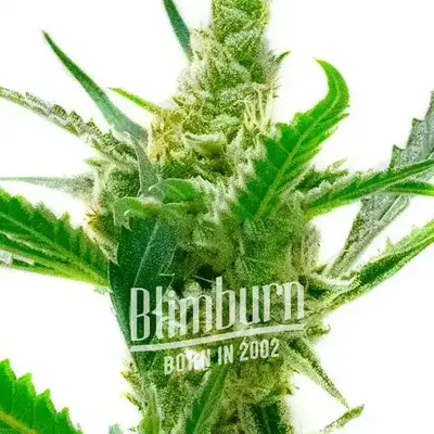 Auto Northern Lights x Cream cannabis seeds