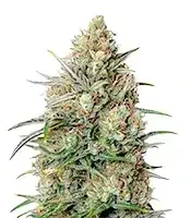 Auto Northern Lights cannabis seeds