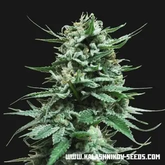 Auto Northern Russian cannabis seeds by Kalashnikov Seeds