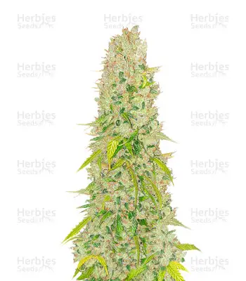 Auto NY Diesel cannabis seeds