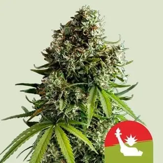 Auto NYC Sour D cannabis seeds