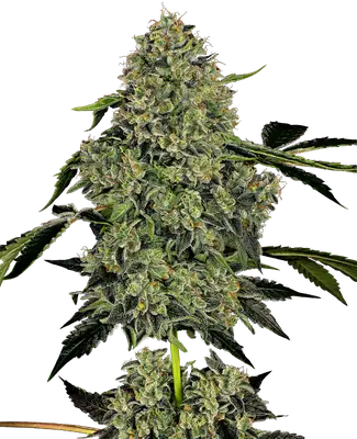 Auto OG Kush cannabis seeds