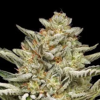 Auto OG Triploid cannabis seeds by Humboldt Seed Company