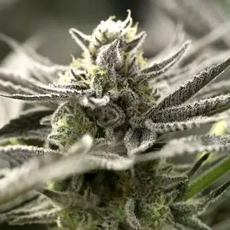 Auto OGKZ cannabis seeds