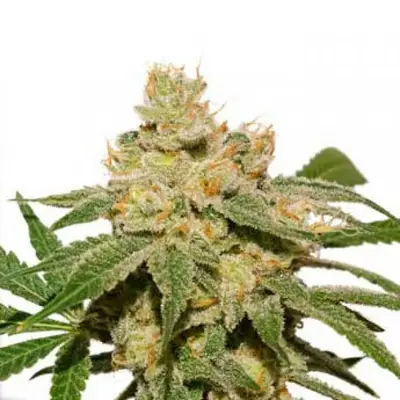 Auto Oh My Gusher cannabis seeds
