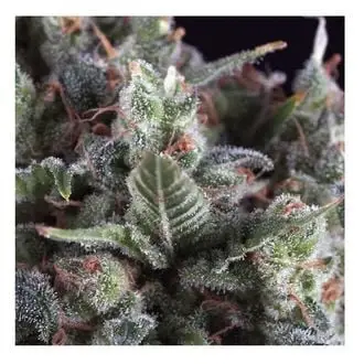 Auto Olympia cannabis seeds by Pyramid Seeds