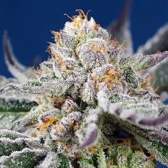 Auto Orange Apricot Glue XL cannabis seeds