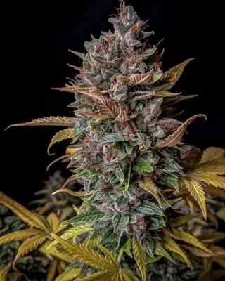 Auto Orange Biscuits cannabis seeds
