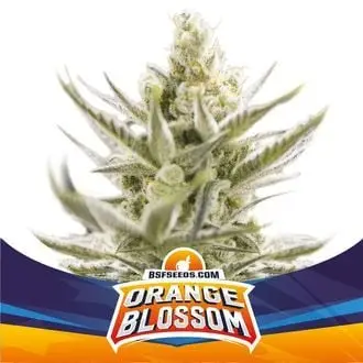 Auto Orange Blossom XXL cannabis seeds
