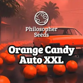 Auto Orange Candy Auto XXL cannabis seeds