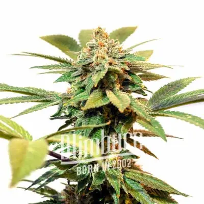 Auto Orange Cream cannabis seeds by Blimburn Seeds