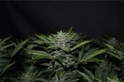 Auto Orange Diesel cannabis seeds