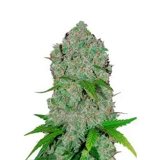 Auto Orange Sherbet cannabis seeds