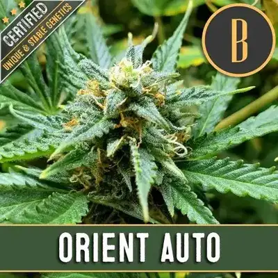Auto Orient cannabis seeds by Blimburn Seeds