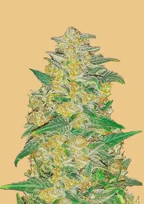 Auto Original AK cannabis seeds