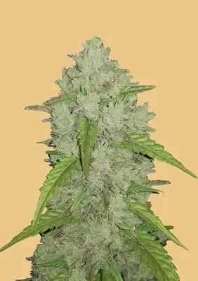 Auto Original Amnesia Haze cannabis seeds