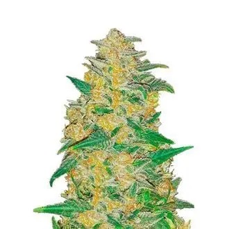 Auto Original Auto AK cannabis seeds by Fastbuds
