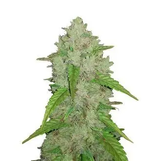 Auto Original Auto Amnesia Haze cannabis seeds