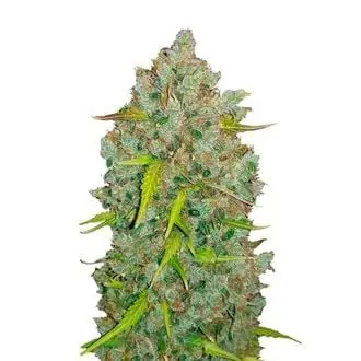 Auto Original Auto BubbleGum cannabis seeds by Fastbuds