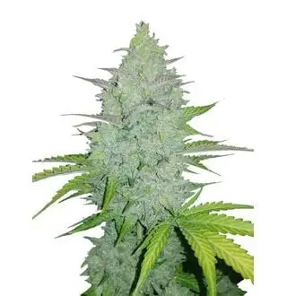 Auto Original Auto Cheese cannabis seeds by Fastbuds