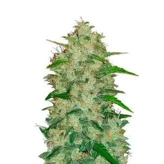 Auto Original Auto Chemdawg cannabis seeds by Fastbuds