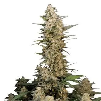 Auto Original Auto Critical cannabis seeds by Fastbuds