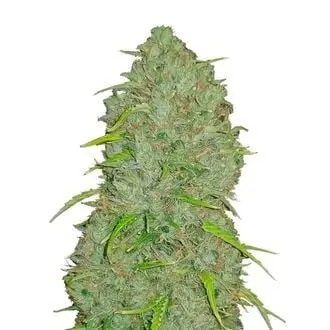 Auto Original Auto Jack Herer cannabis seeds