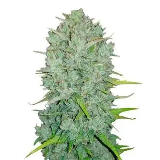 Auto Original Auto Northern Lights cannabis seeds by Fastbuds