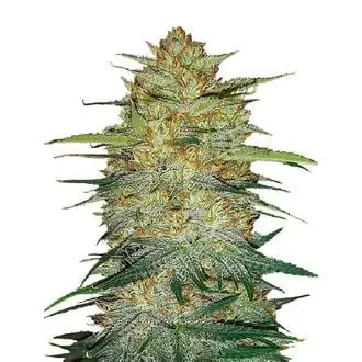 Auto Original Auto OG Kush cannabis seeds by Fastbuds
