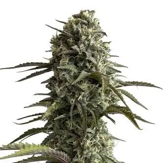 Auto Original Auto Skunk cannabis seeds by Fastbuds