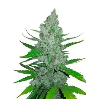Auto Original Auto Sour Diesel cannabis seeds by Fastbuds
