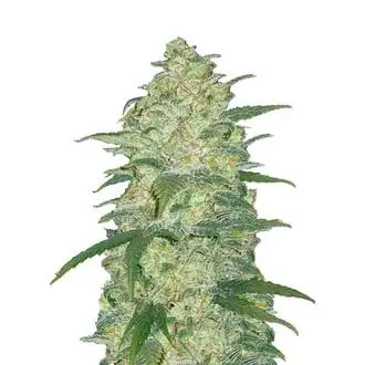 Auto Original Auto White Widow cannabis seeds by Fastbuds