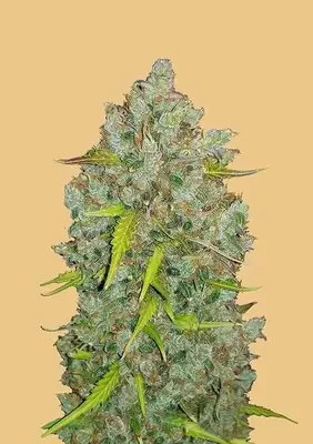Auto Original BubbleGum cannabis seeds